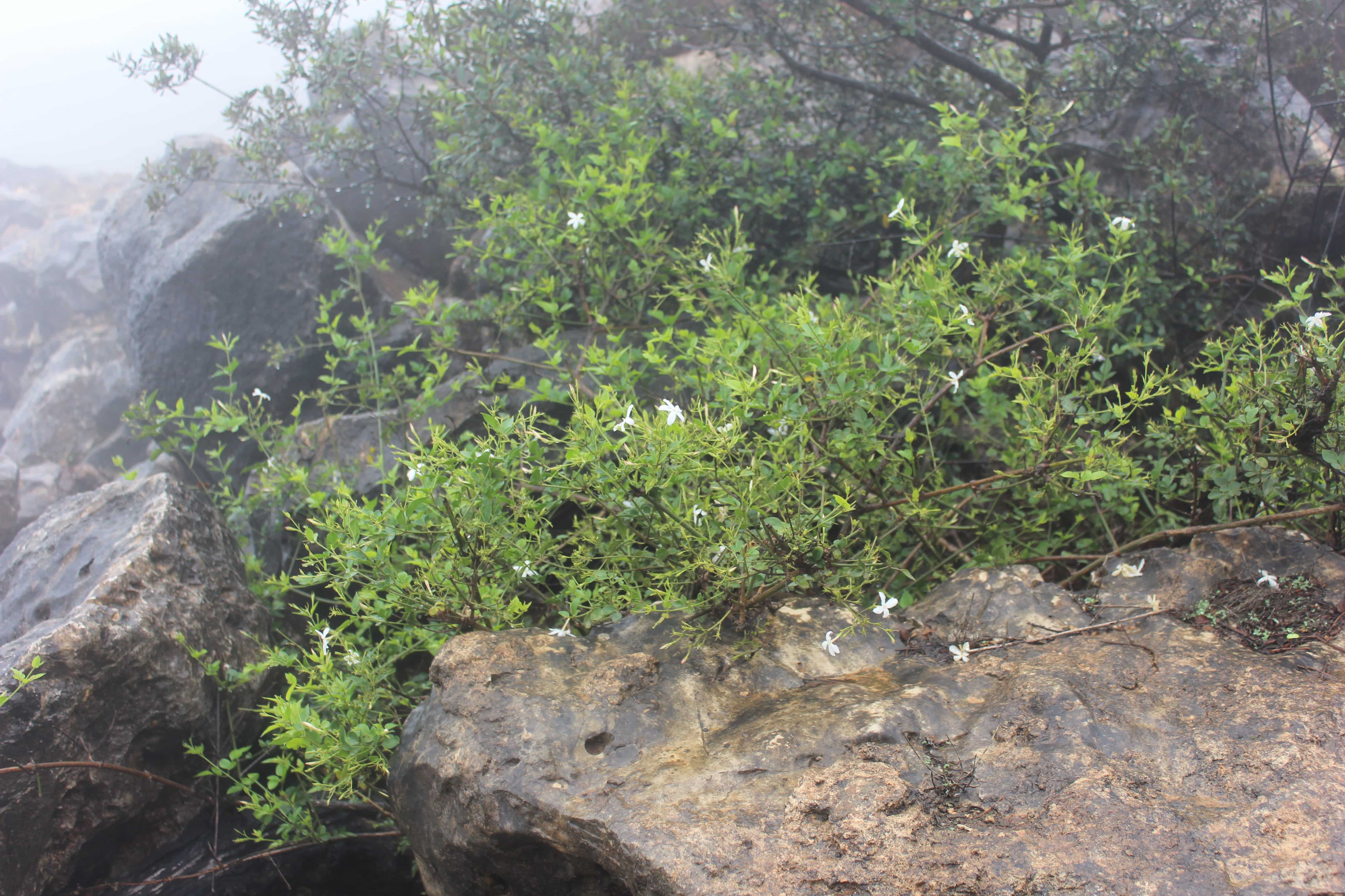 Plant Image